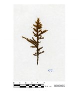 藏品(臺灣苔)的圖片